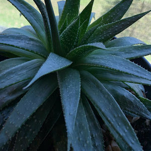 Meet your Posher, Silvia